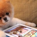 Um Lulu da Pomerânia (hétero) preocupadíssimo com sua nota no Lulu (app)